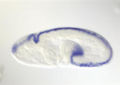 Insitu-example2.jpg